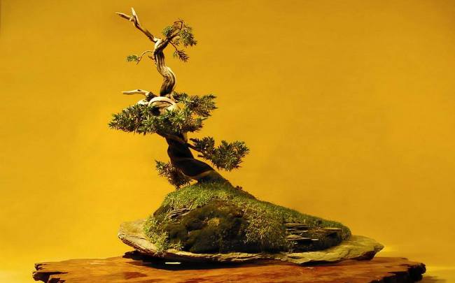 La muestra incluye una exposición de bonsái.