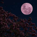 Luna llena en Escorpio: ¿Qué le trae a cada signo la famosa Luna Rosa?