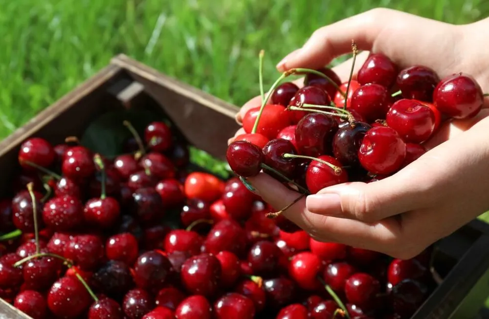 cerezasfrescas
