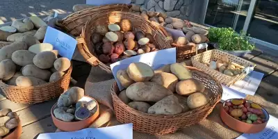 habemuspapas